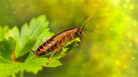 Do Cockroaches Eat Plants What You Need To Know About Roach V Plant Pest Control