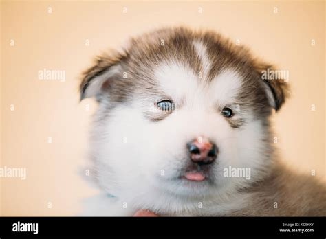 White Blue Eyed Alaskan Malamute Puppy Dog Sits In Hands Of Owner Stock