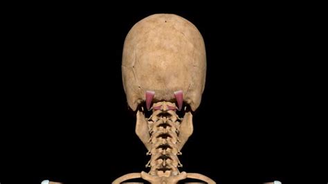 Superior And Inferior Obliquus Capitis Muscles On Skeleton Motion Graphics