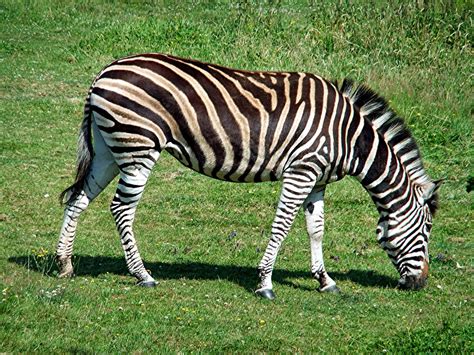 Shukernature Stripe Me A Spotted Zebra