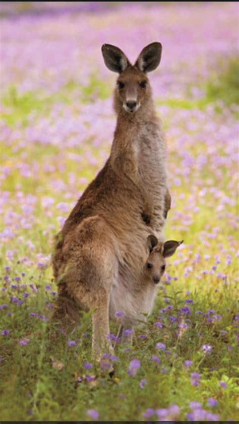 Kangaroo Mother Care Parenting Kangaroo Baby Animals Animal Projects