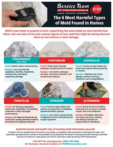 The 6 Most Harmful Types Of Mold Found In Homes Stop Restoration