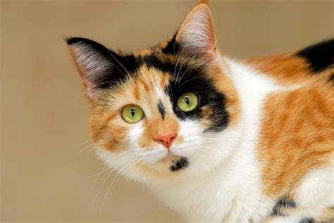 Calico Tabby Biological Science Picture Directory