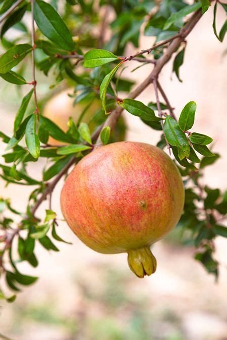 Sweet Pomegranate Trees For Sale Fruit Plants