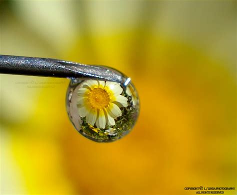 Water Drop Reflection By Linda Photography 500px