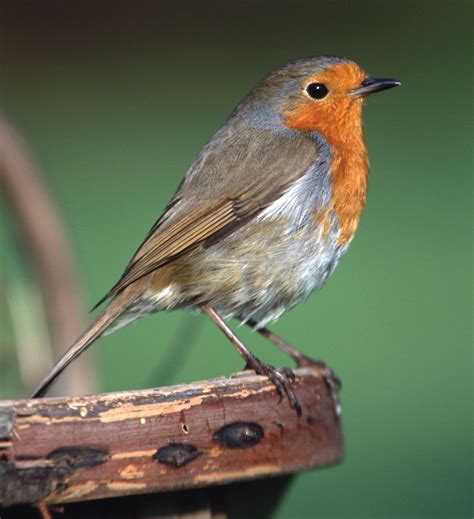Albums 94 Pictures Images Of A Robin Stunning