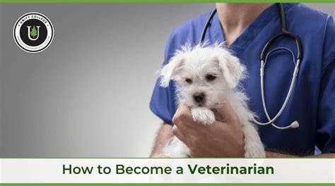How To Become A Veterinarian 2022