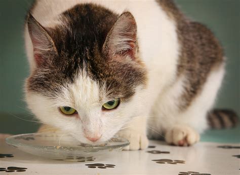 If your cat is throwing up food but also thick yellow bile then be aware as it could be a sign of a serious kidney infection or disease. What to do when your cat keeps throwing up (and no, it's ...