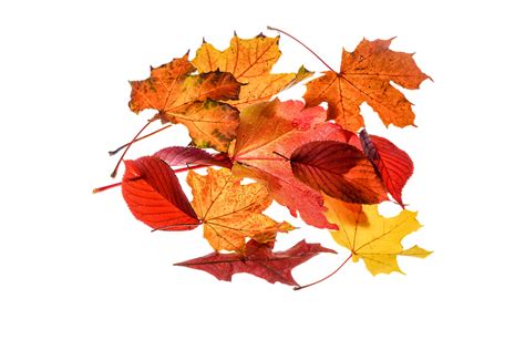 Autumn Leaves Leaf Free Photo On Pixabay