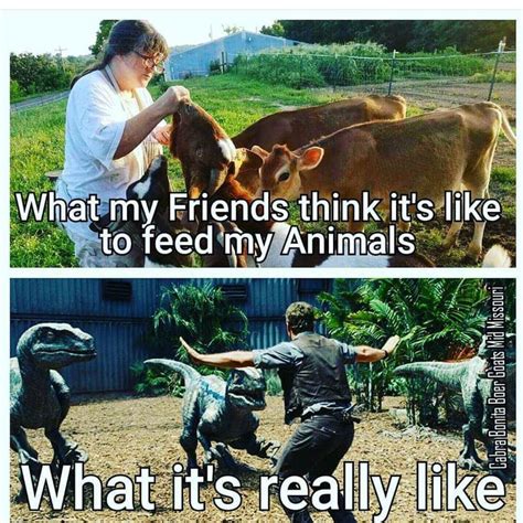What My Friends Think Its Like To Feed My Animals Funny Horse