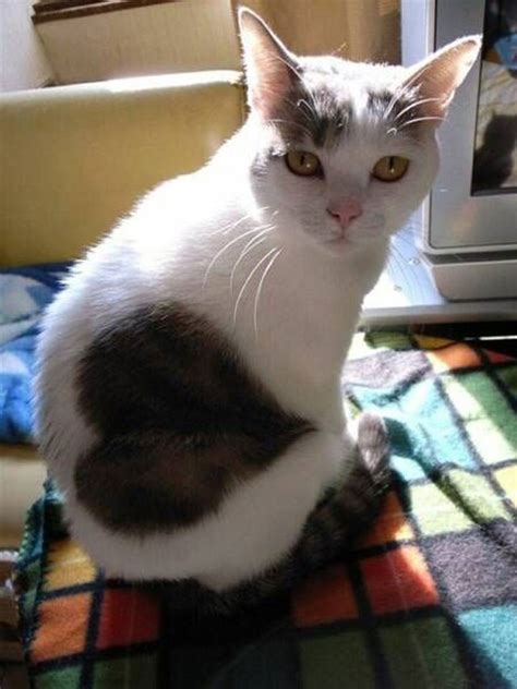 12 Unique Cats In The World Because Of Unique Markings On
