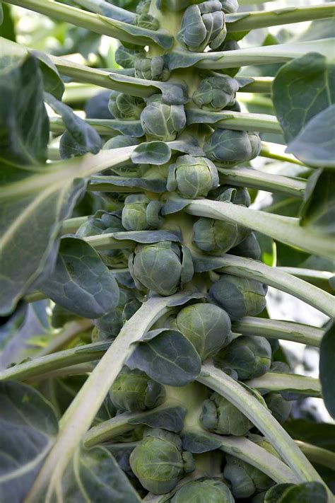 15 Of The Best Brussels Sprout Varieties Gardeners Path
