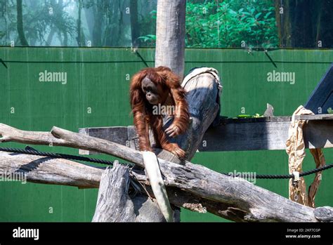 A Sumatran Orangutan Pongo Abelii At Sydney Zoo In Sydney Nsw