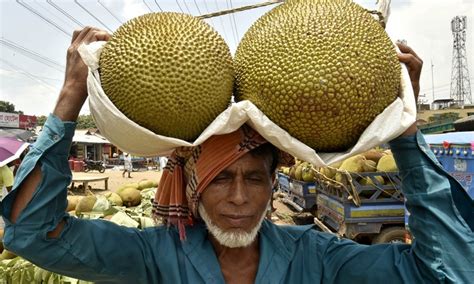 A Bite Of Jackfruit In Bangladeshs Sweet Summer Time Global Times