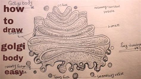 How To Draw Golgi Body Apparatusdiagram Of Golgi Bodygolgi Body