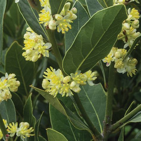 Bay Laurel Planting Guide Easy To Grow Bulbs