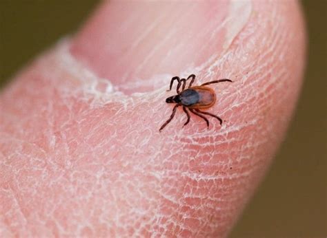 Blog Deer Ticks Are Out And On Your Pets Apple Valley Mn Patch