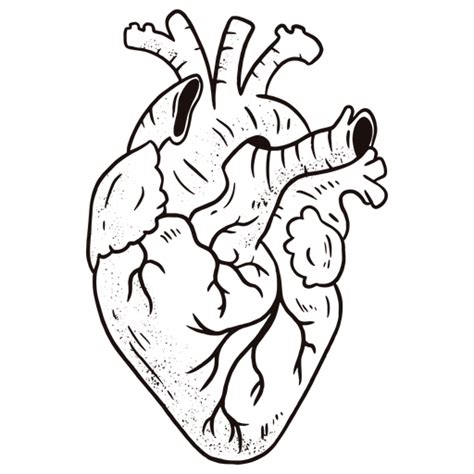 Anatomical Heart Png Free Download Png Arts