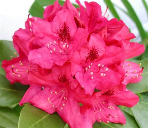 My Home State West Virginia State Flower Wild Rhododendron Aka Big