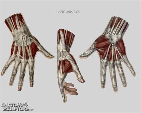 Arm Anatomy Muscle Anatomy Anatomy Poses Anatomy Study Body Anatomy Hand Drawing Reference