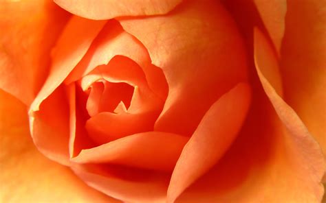 Orange Roses Flowers Wallpaper 34611342 Fanpop