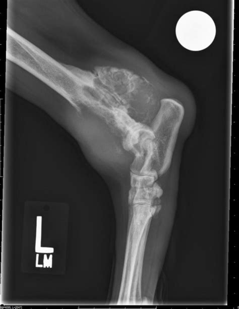 Signs Of Osteosarcoma Bone Cancer In Dogs Keepingdog