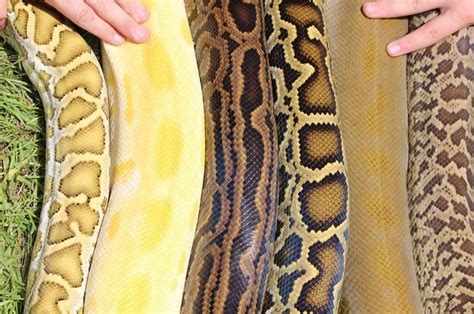 Burmese Python Morphs Giant Snakes Pinterest