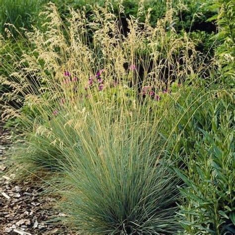 Ornamental grasses are a large family of beautiful perennial plants that add texture, color and ornamental grasses also provide interest in the fall and winter landscape, especially when backlit by. Blue Hair Grass Seeds (Koeleria glauca) 50+Seeds | Grass ...