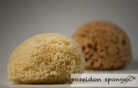 10 Best Menstrual Sea Sponges That Are Reusable And Eco Friendly