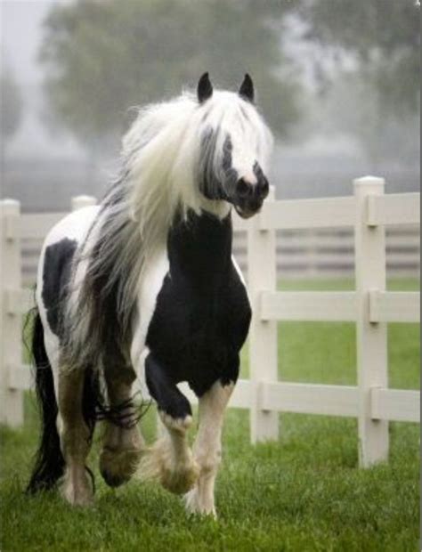 A Black And White Horse With Long Hair Running In The Grass Next To A Fence