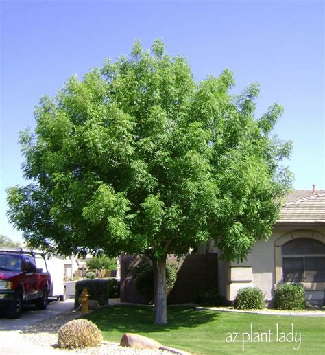 Shade Tree Trees For Front Yard Backyard Trees Desert Trees