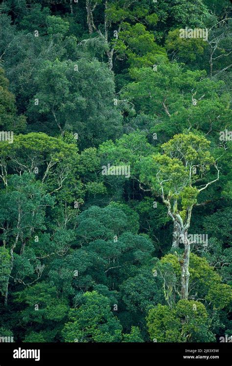Rainforest Mt Kinabalu National Park Borneo Malaysia Stock Photo