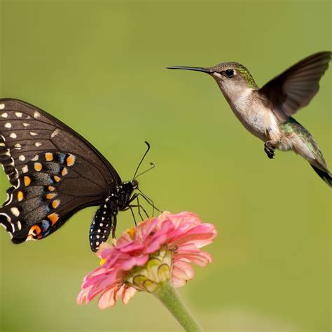 Hummingbird And Butterfly Wildflower Seed Mix Created By Nature