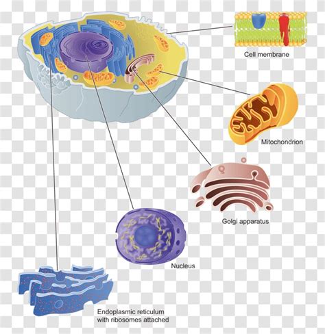 Golgi Apparatus Cell Membrane Protein Targeting Png Clipart My Xxx