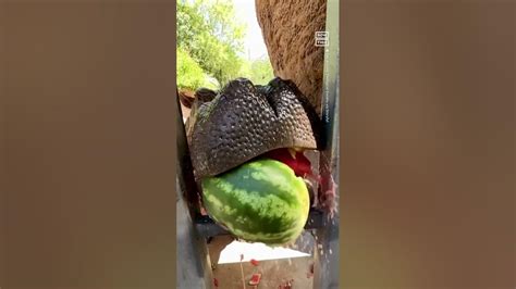 Hippo Crushes Watermelon Like Its Nobodys Business Youtube