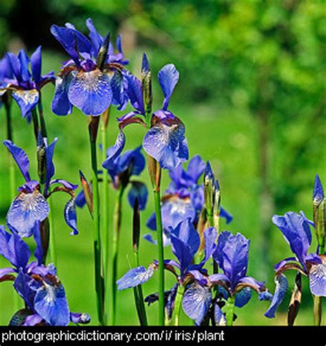 Flowers that start with a t. Plants that start with I