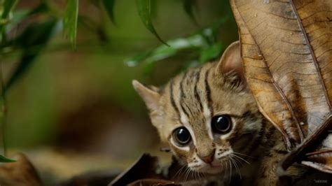 The Worlds Smallest Big Cat Is Impossibly Adorable Nerdist