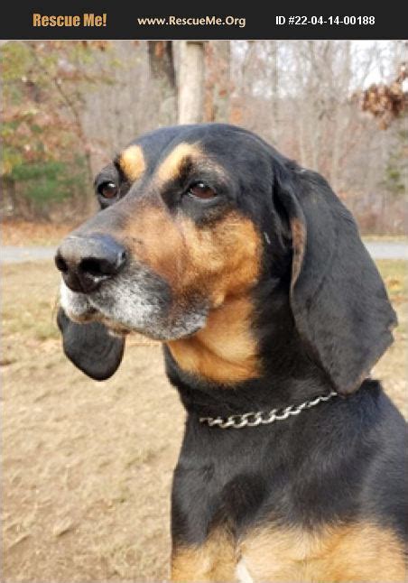 Adopt 22041400188 ~ Black And Tan Coonhound Rescue ~ Canterbury Ct