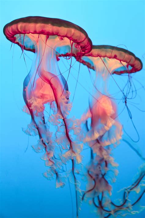 Brothersjellyfish Beautiful Sea Creatures Underwater