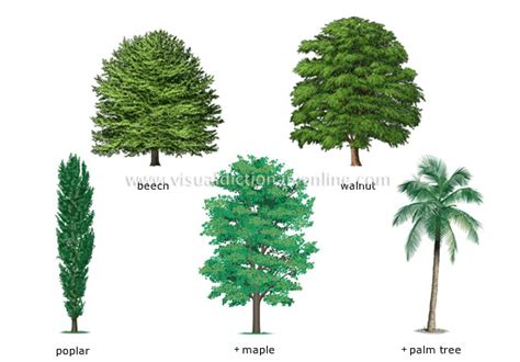 Plants And Gardening Plants Tree Examples Of Broadleaved Trees