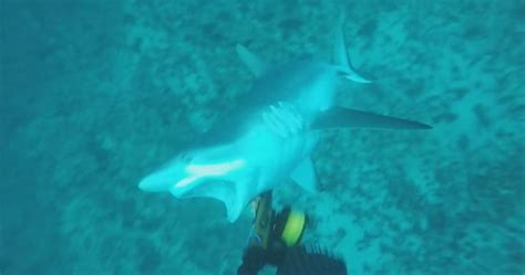 Caught On Camera Shark Tears Through Australian Divers Wetsuit National Globalnewsca
