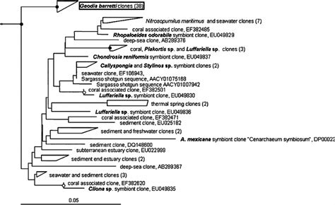 Phylogenetic Tree Based On Archaeal Amoa Sequences Of Ammonia Oxidizing Download Scientific