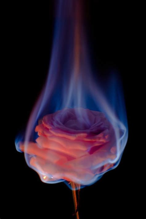 Goth Jw Designs Rose On Fire Aesthetic Iphone Wallpaper Fire Flower