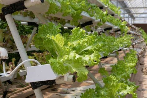 Hydroponic Drip System Types Advantages A Full Guide Agri Farming