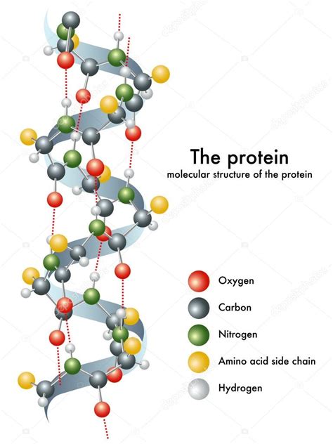 Molecular Structure Of The Protein Stock Vector Image By ©rob3000 65937255