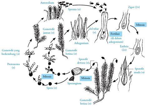 Tumbuhan Lumut Bryophyta Ciri Ciri Klasifikasi Siklus Hidup