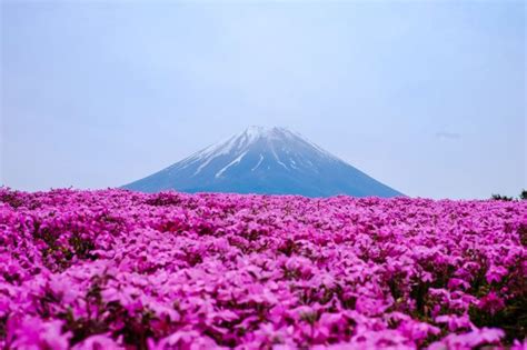 The Best Places To See Majestic Mt Fuji In Spring