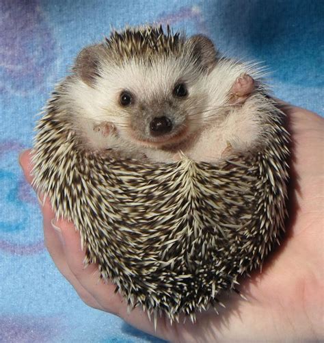 See the latest ads for pets for sale and more. Hedgehog care - Briar Patch HedgehogsBriar Patch Hedgehogs