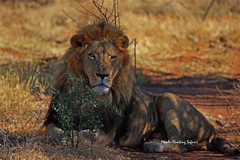 African Lion Bow Hunting Packages South Africa Guided By Mkulu Safaris