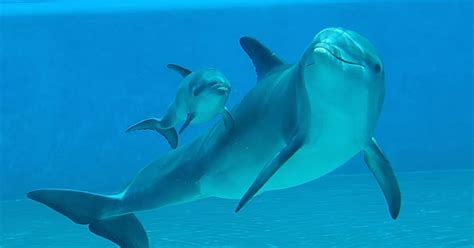 Baby Dolphin At The Mirage Named Lady Ace